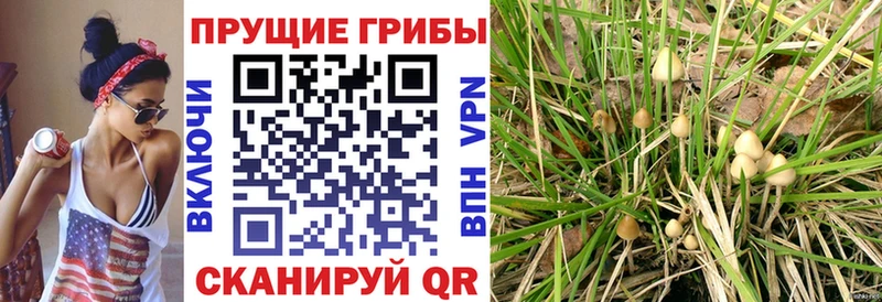 Псилоцибиновые грибы ЛСД Талдом